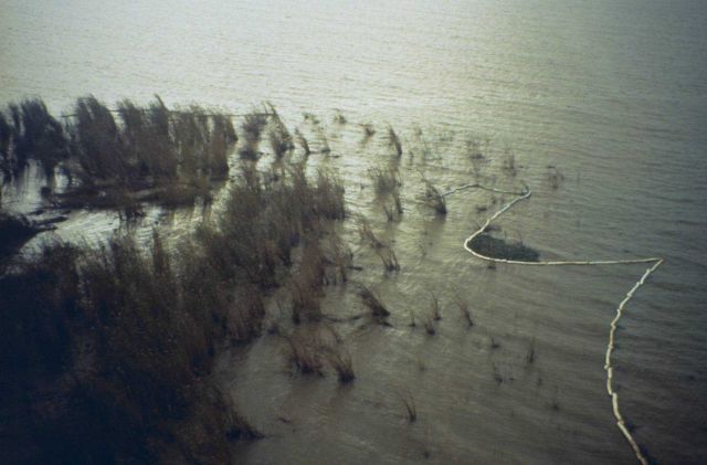 Dixon Bay - Attempts to contain the spill included booms placed around the Spartina alterniflora marsh habitat. Picture