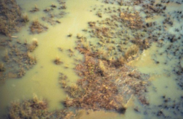 Dixon Bay, oil emulsion floating in the densely fogged marsh. Picture
