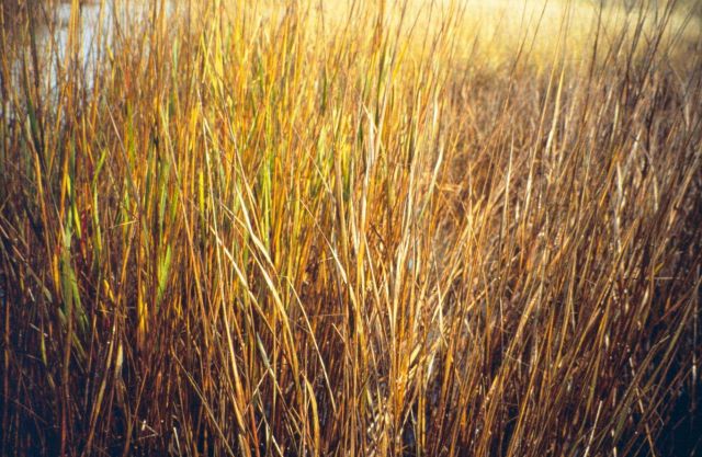 Dixon Bay, a close up of oiled Spartina alterniflora, emulsion and browned leaves. Picture
