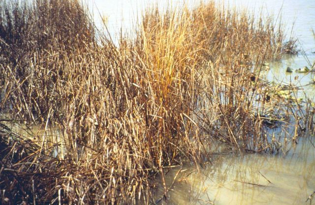 Dixon Bay, oiled Spartina alterniflora in the wrack line of the marsh. Picture