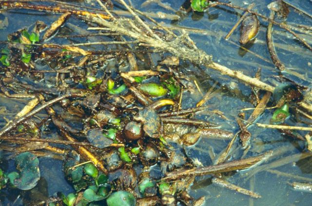 Dixon Bay, oiled hyacinths covered in emulsion Picture