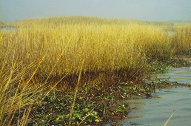 Dixon Bay, oiled hyacinths and Spartina alterniflora covered in emulsion at the edge of the marsh. Picture