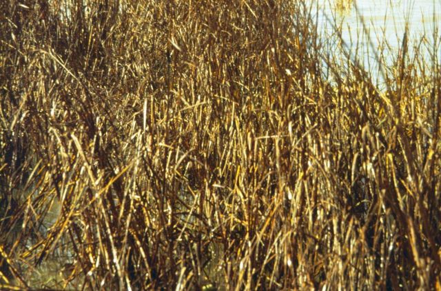 Dixon Bay, a close up of oiled Spartina alterniflora. Picture