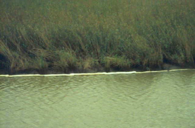 Dixon Bay, oiled vegetation against backdrop of boomed marsh. Picture