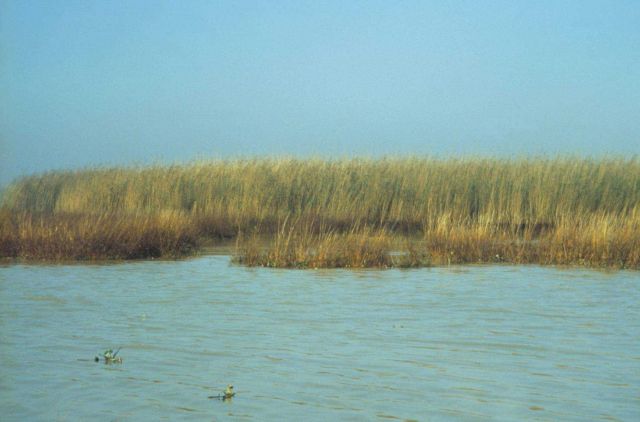 Dixon Bay, oiled Phragmites and Spartina alterniflora. Picture