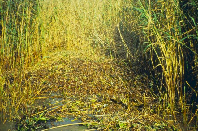 Dixon Bay, oiled hyacinths caught amid Phragmites australis. Picture