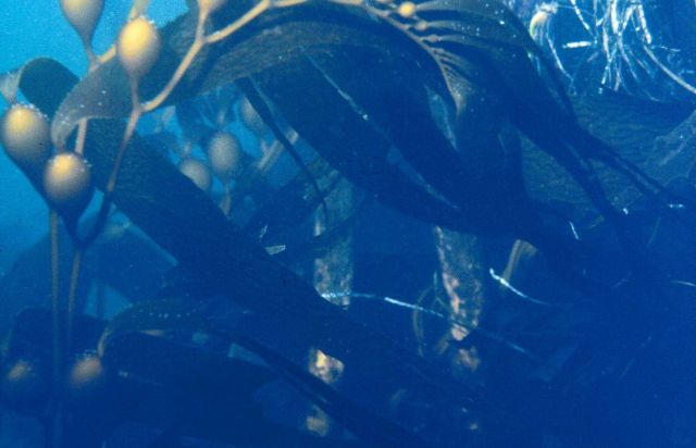 Giant kelp, an important fisheries habitat can grow as much as two feet a day in depths at up to 150 feet. Picture