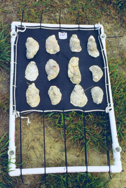 This project was conducted to determine if geotube material could be used to as suitable substrate for oyster spat. Picture