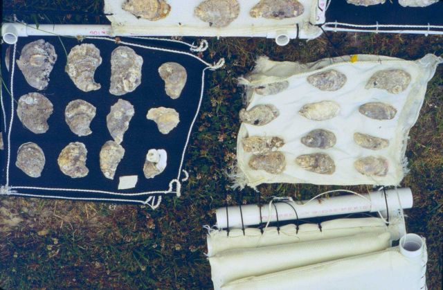 This project was conducted to determine if geotube material could be used to as suitable substrate for oyster spat. Picture