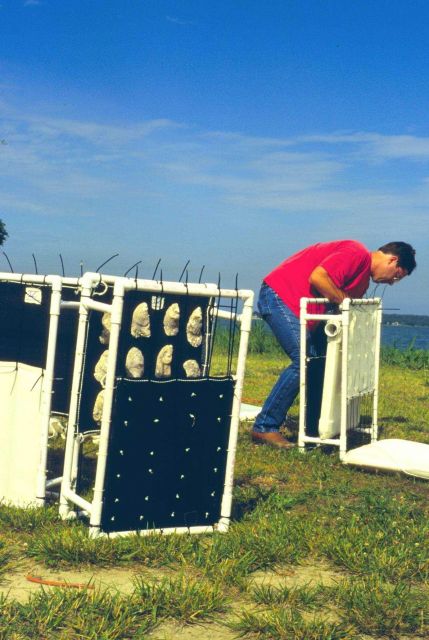 This project was conducted to determine if geotube material could be used to as suitable substrate for oyster spat. Picture