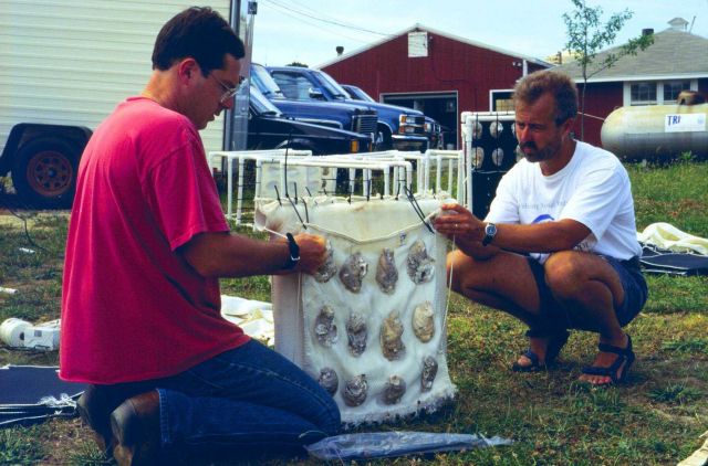 This project was conducted to determine if geotube material could be used to as suitable substrate for oyster spat. Picture