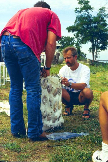 This project was conducted to determine if geotube material could be used to as suitable substrate for oyster spat. Picture