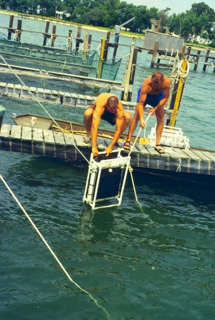 This project was conducted to determine if geotube material could be used to as suitable substrate for oyster spat. Picture