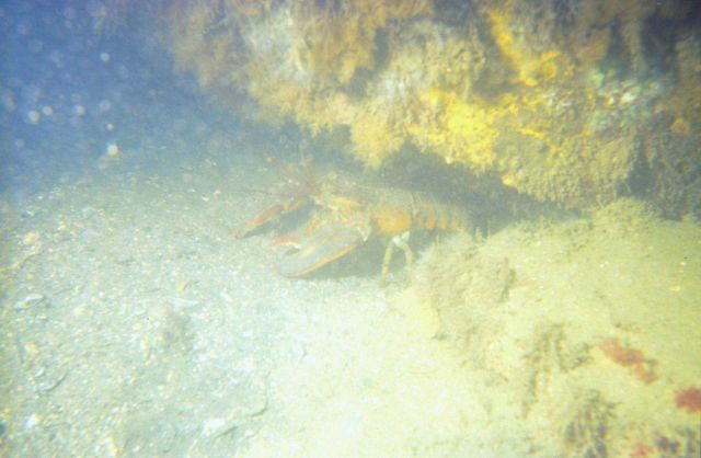An American lobster (Homarus americanus) in very murky waters. Picture