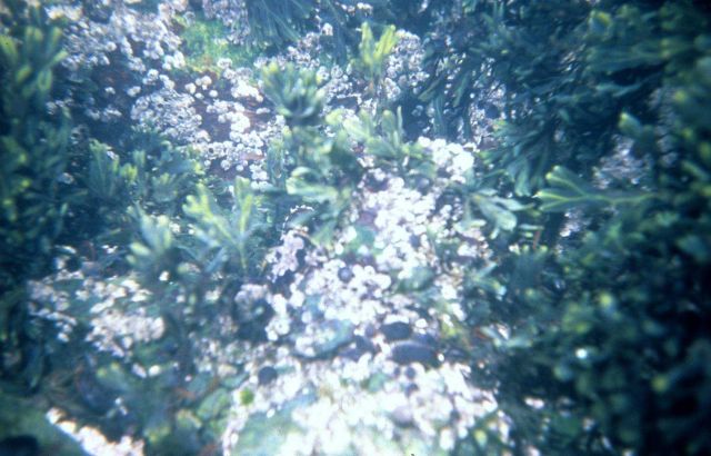 Fucus, a common plant found in Rhode Island coastal waters. Picture