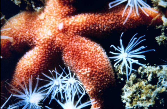Common sea star and anenomes. Picture