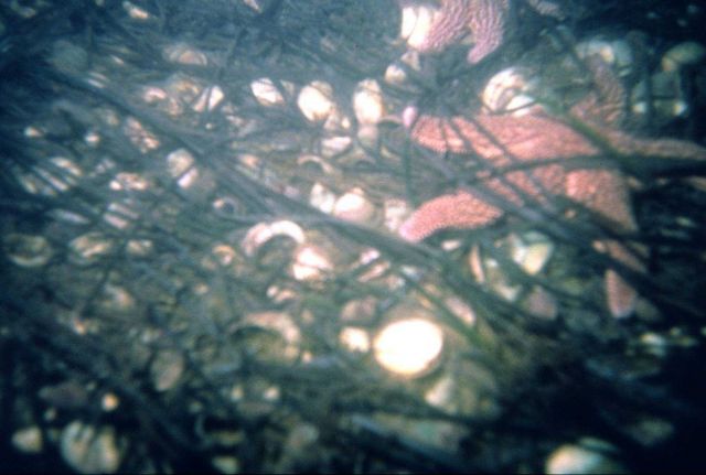 A sea star in common eelgrass habitat in Rhode Island coastal waters. Picture