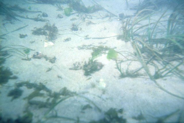 A natural eelgrass bed off Sakonnet Point, RI Picture
