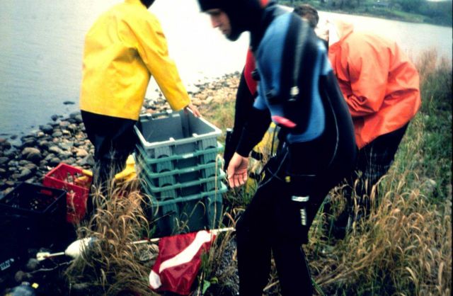 A slide showing restoration workers beginning to harvest eelgrass for use at a transplant site. Picture