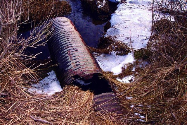 The degraded culvert that restricts water flow into the salt marsh at the Quivett Creek restoration site. Picture