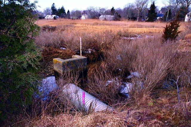 An overview of the marsh and the culvert that restricts water from flowing from Quivett Creek into the marsh Picture