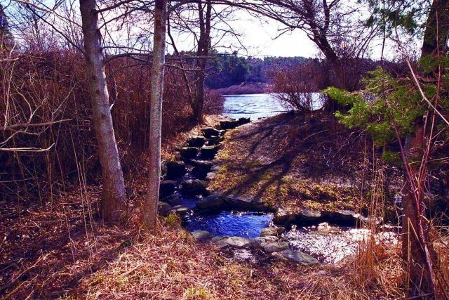 An historic anadromous fish ladder that leads from Quivett Creek to the headwater pond where alewives spawn. Picture