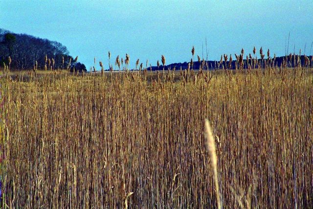 Large stands of Phragmites australis often indicate that salt water flow is restricted in marshes Picture