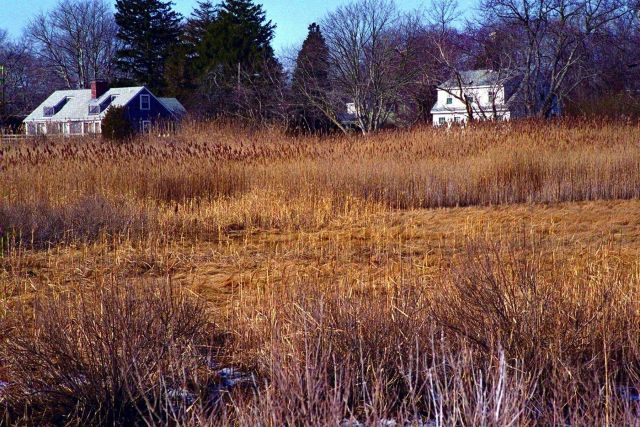 The septic systems of the homes on the edge of Quivett Creek marsh might have been threatened by the creation of an open channel between the two marsh Picture