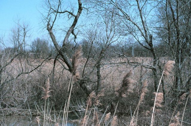A view of Army Creek, in the foreground, and its marsh Picture