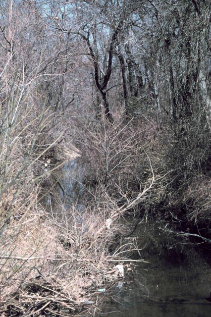 A close-up view of the scrub under-brush common along Army Creek. Picture