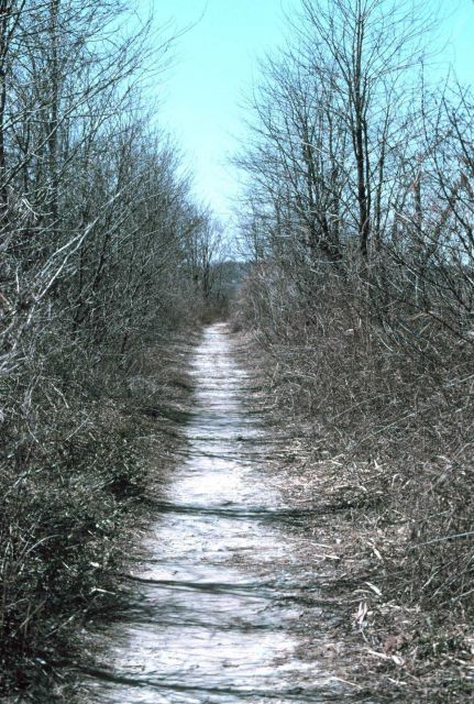 The path that leads to the tide gate at Army Creek. Picture