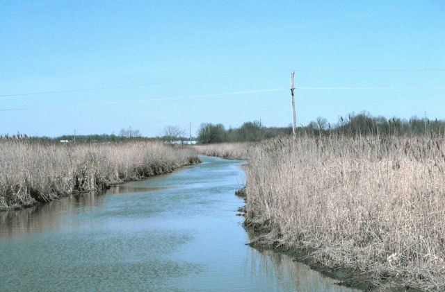 Army Creek upstream to the left, downstream to the right Picture