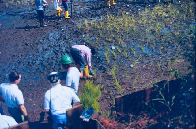 planting marsh grass Picture
