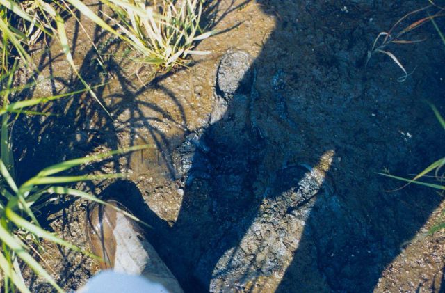 Oily mud near marsh grass plugs Picture