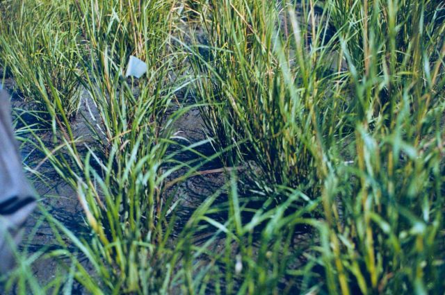 marsh grass plugs filling in the restoration site Picture