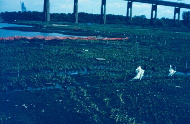 Marsh Grass - Arthur Kill Waterway, Richmond County Picture
