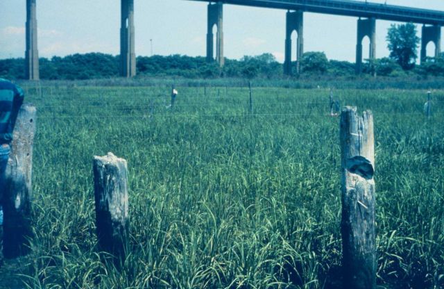 Grass near Arthur Kill Waterway, Richmond County Picture