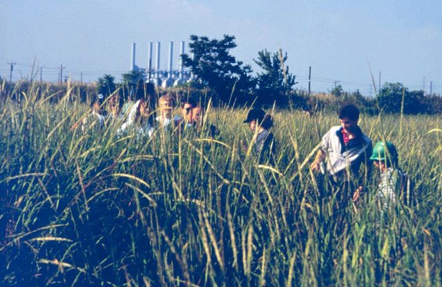 Tall Grass near Arthur Kill Waterway, Richmond County Picture