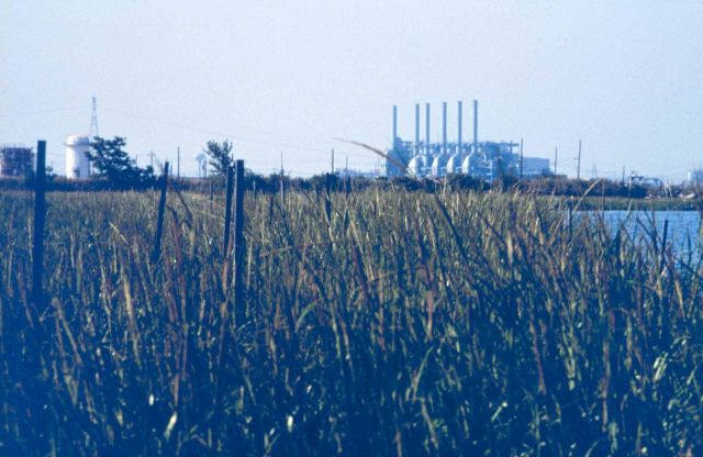 NOAA's Restoration Center Collection Picture