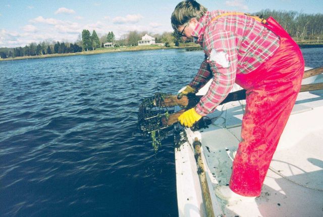 Art Ganz, RI DEM, empties a rake filled with quahogs to test for contaminants. Picture