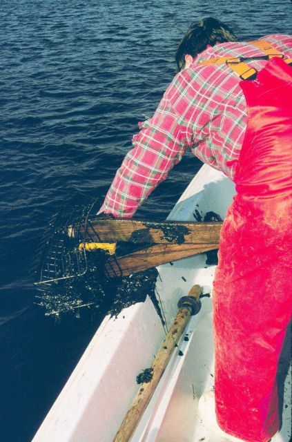 Art Ganz, RI DEM, empties a rake filled with quahogs to test for contaminants. Picture