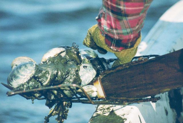 Art Ganz, RI DEM, picks quahogs from a traditional 