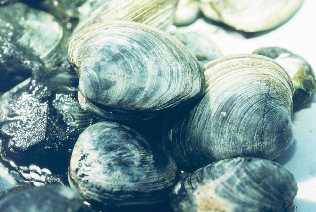 A close up view of quahogs after being harvested Picture