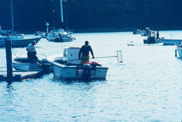 A local fisherman uses a bullrake to harvest quahogs from Greenwich Bay to be transferred to the spawner sanctuaries Picture