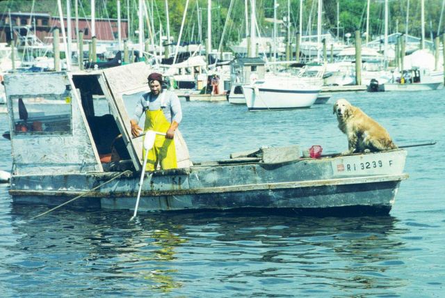 A shellfisherman and his pal rake quahogs for transplant to the spawner sanctuaries near Sakonnet River and outer Greenwich Bay, RI. Picture