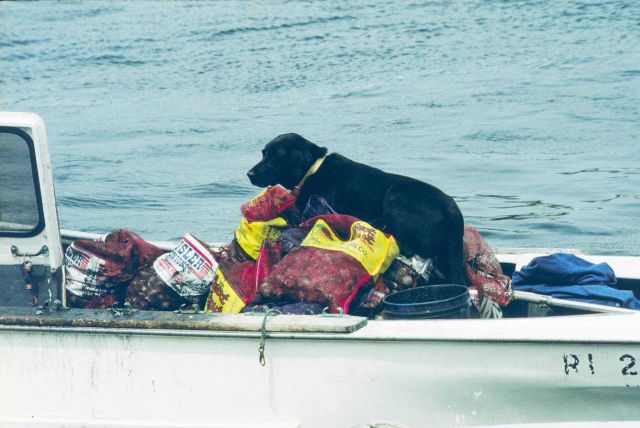 A black lab walks over hundreds of pounds of quahogs that were dug up by local shellfishermen for transplant to quahog spawner sanctuaries off Sakonne Picture