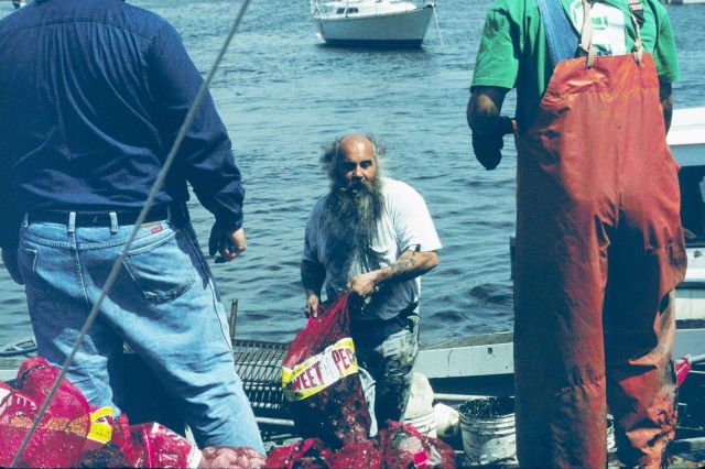A local shellfisherman unloads his catch at the dock. Picture