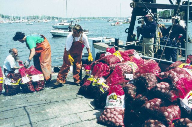 Volunteers loading clams, Mercenaria mercenaria onto the large boats that will take them to the sanctuaries. Picture