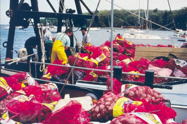 One of the volunteer transfer vessels loaded with hard-shell clams waiting to be transferred to the quahog spawner sanctuaries. Picture