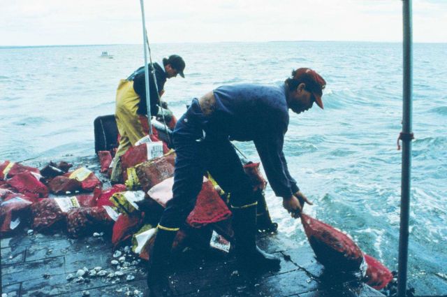 Two volunteers empty clams from the mother vessel into the waters of the spawner sanctuaries outside Greenwich Bay and Sakonnet River, RI. Picture